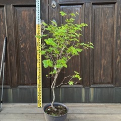 シロヤシオツツジの画像