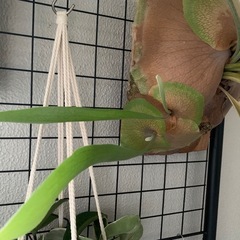 観葉植物　ビカクシダ　大型　ビフルカツム　ネザーランド　胞子葉と貯水葉共に盛ん(分岐子株出現3ヶ所摘出後)の画像