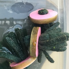 ビロドの卵