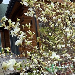 シロヤシオツツジの画像