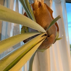 観葉植物　大型ビカクシダ　ベイチー　(ビーチー)  胞子葉と貯水葉共に盛ん　※現状、左寄りに葉が垂れていますの画像