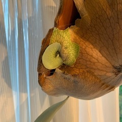 観葉植物　大型ビカクシダ　ベイチー　(ビーチー)  胞子葉と貯水葉共に盛ん　※現状、左寄りに葉が垂れていますの画像