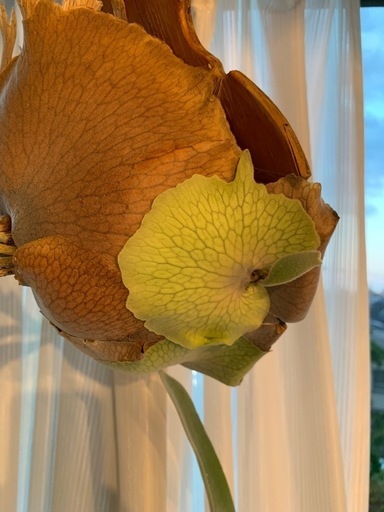 観葉植物　大型ビカクシダ　ベイチー 群生株  胞子葉と貯水葉共に盛ん　※現状、左寄りに葉が垂れています
