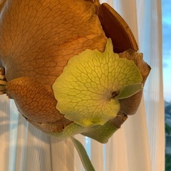観葉植物　大型ビカクシダ　ベイチー　(ビーチー)  胞子葉と貯水葉共に盛ん　※現状、左寄りに葉が垂れていますの画像