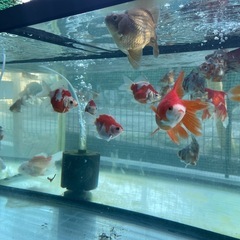 新潟産玉サバ各種1500円〜の画像