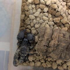 ダイオウサソリ♂♀ペア  交尾成功済の画像