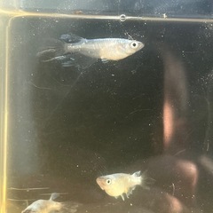 メダカ 松井ヒレ長星河 4ペア8匹(産卵中)