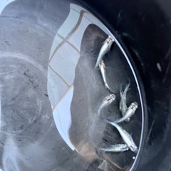メダカ 松井ヒレ長星河 5ペア10匹(産卵中)おまけシュリンプ🦐の画像