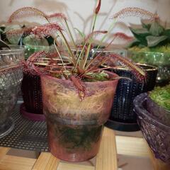 食虫植物 モウセンゴケ（ドロセラ カペンシス レッド）の画像
