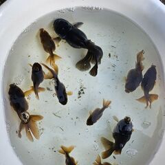 オランダショートテール🐟