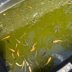 めだか
