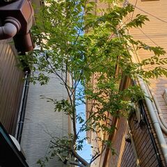 【足立区】新緑が目に鮮やか！✨ 2階に涼を届ける癒やしの木（高さ4m）