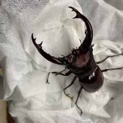 色んな種類のクワガタ、カブトムシ！珍しい種類や外国産も！お子さんのプレゼントに！の画像