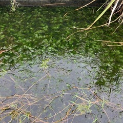 天然マツモ５Lバケツ盛り無農薬の画像