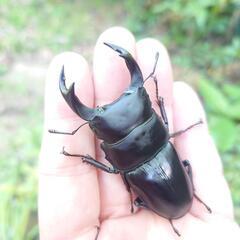 ★希少熊本産オオクワガタ★WILD♀持腹出し WF1個体 雄71mm 雌43mmペア 希少熊本産オオクワガタ生体☆天然WILD雌持腹出しWILD直仔 累代WF1個体