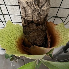 貯水葉が美しく開いたコルク板付け 観葉植物　ビカクシダ　ビフルカツム　胞子葉と貯水葉ともに盛んの画像