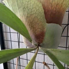 貯水葉が美しく開いたコルク板付け 観葉植物　ビカクシダ　ビフルカツム　胞子葉と貯水葉ともに盛んの画像
