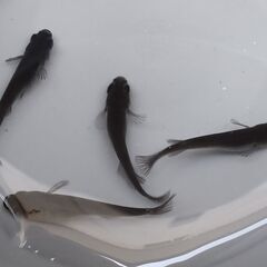 メダカ 黑天幻龍 4匹セット 1000円 【無人販売】の画像