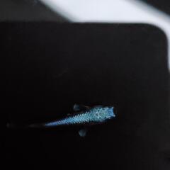 値下げしました‼️超高級めだか‼️「幻想」(げんそう)1ペア🐟の画像