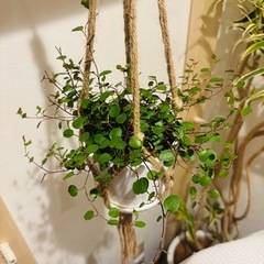 （お取引き中）観葉植物🪴（フラワーハンギング付き）