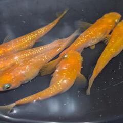 紅帝ラメ　メダカ　6匹