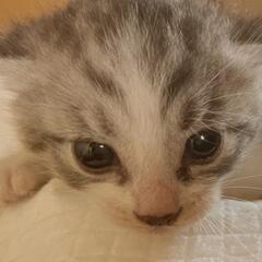 子猫がたくさん★生後10日〜