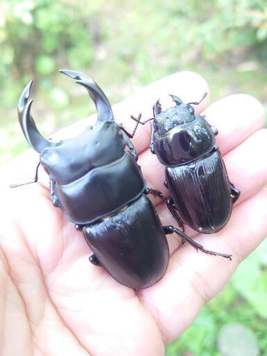 ★希少熊本産オオクワガタ★WILD♀持腹出し WF1個体 雄71mm 雌43mmペア 希少熊本産オオクワガタ生体☆天然WILD雌持腹出しWILD直仔 累代WF1個体