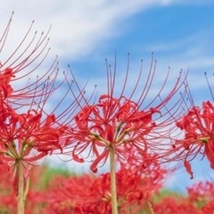 彼岸花の球根