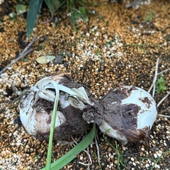 彼岸花の球根の画像
