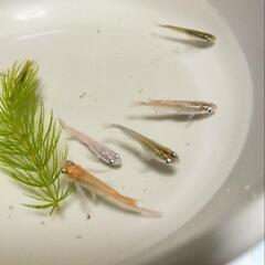 そうめん三色めだか(若魚)、写真の5尾