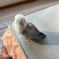 マメルリハを探しています
