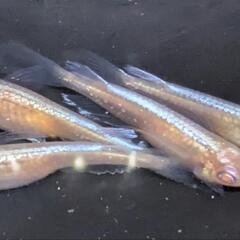 龍の瞳　メダカ　4匹