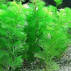 水草🎵まつも　ウイロモス