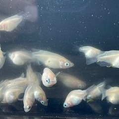 【メダカ】ピュアホワイトダルマ　2ペア　種親に最適の画像