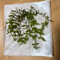 ウォーターバコパの画像