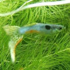 国産グッピー☆水草🎵の画像