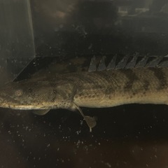 120cm水槽+台+ポリプテルス3匹40cm前後の画像