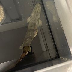 120cm水槽+台+ポリプテルス3匹40cm前後の画像