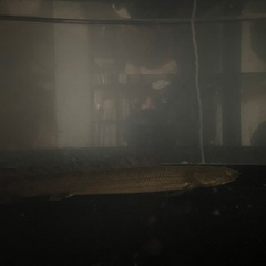 120cm水槽+台+ポリプテルス3匹40cm前後の画像