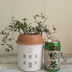 【💖Thankyou💖】🌱ワイヤープランツ🌱植物の画像