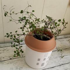 【💖Thankyou💖】🌱ワイヤープランツ🌱植物の画像