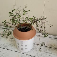 【💖Thankyou💖】🌱ワイヤープランツ🌱植物の画像