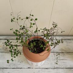 【💖Thankyou💖】🌱ワイヤープランツ🌱植物の画像