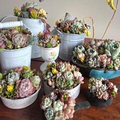多肉植物　寄せ植え