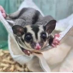 モモンガ7ヶ月