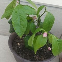 レモンの苗木