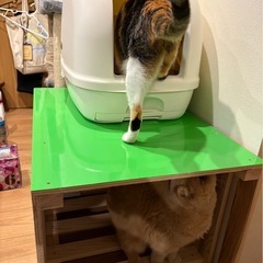 画像は試作品　猫トイレを安全に！　犬・赤ちゃんが触れない専用台　猫のトイレ台（木目調・手作り）ご希望の方への画像