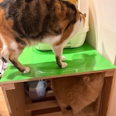 画像は試作品　猫トイレを安全に！　犬・赤ちゃんが触れない専用台　猫のトイレ台（木目調・手作り）ご希望の方への画像