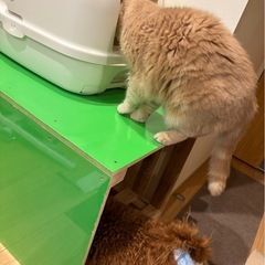 画像は試作品　猫トイレを安全に！　犬・赤ちゃんが触れない専用台　猫のトイレ台（木目調・手作り）ご希望の方への画像