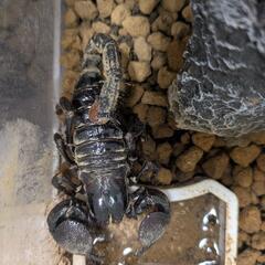 ダイオウサソリ♂♀ペア  交尾成功済の画像